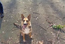 New licensing scheme for Hillingdon dog walkers