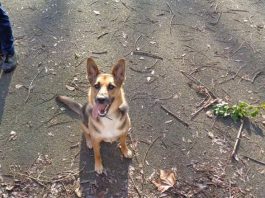 New licensing scheme for Hillingdon dog walkers