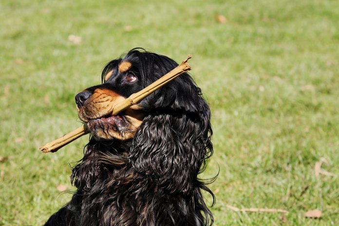 cocker-spaniel-3250228_1280